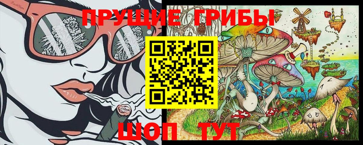 Псилоцибиновые грибы Psilocybe Бердск